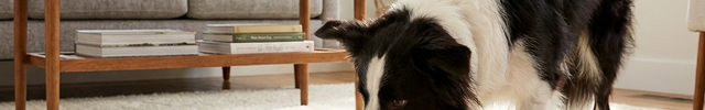 Border collie playing with the Luvairis Treat-Dispensing Tumbler Toy in a living room