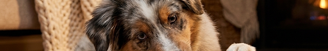 Australian shepherd puppy batting the Luvairis Treat-Dispensing Tumbler Toy in a cozy den