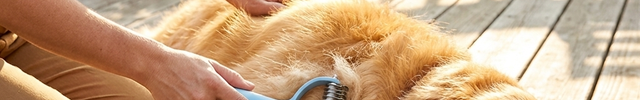 Golden retriever being brushed with the Luvairis Dematting & De-Shedding Undercoat Brush on a sunny porch
