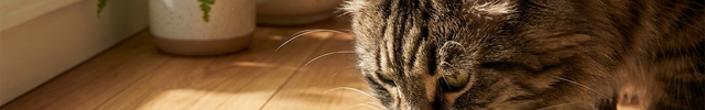 Maine coon cat enjoying the Luvairis Silicone Slow-Feed Lick Mat by a sunny window